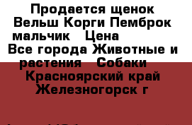 Продается щенок Вельш Корги Пемброк мальчик › Цена ­ 65 000 - Все города Животные и растения » Собаки   . Красноярский край,Железногорск г.